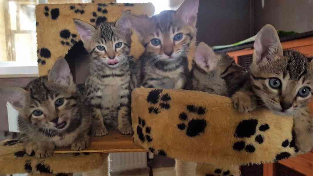 We offer Savannah Kittens from F1 to F4. - foto 4