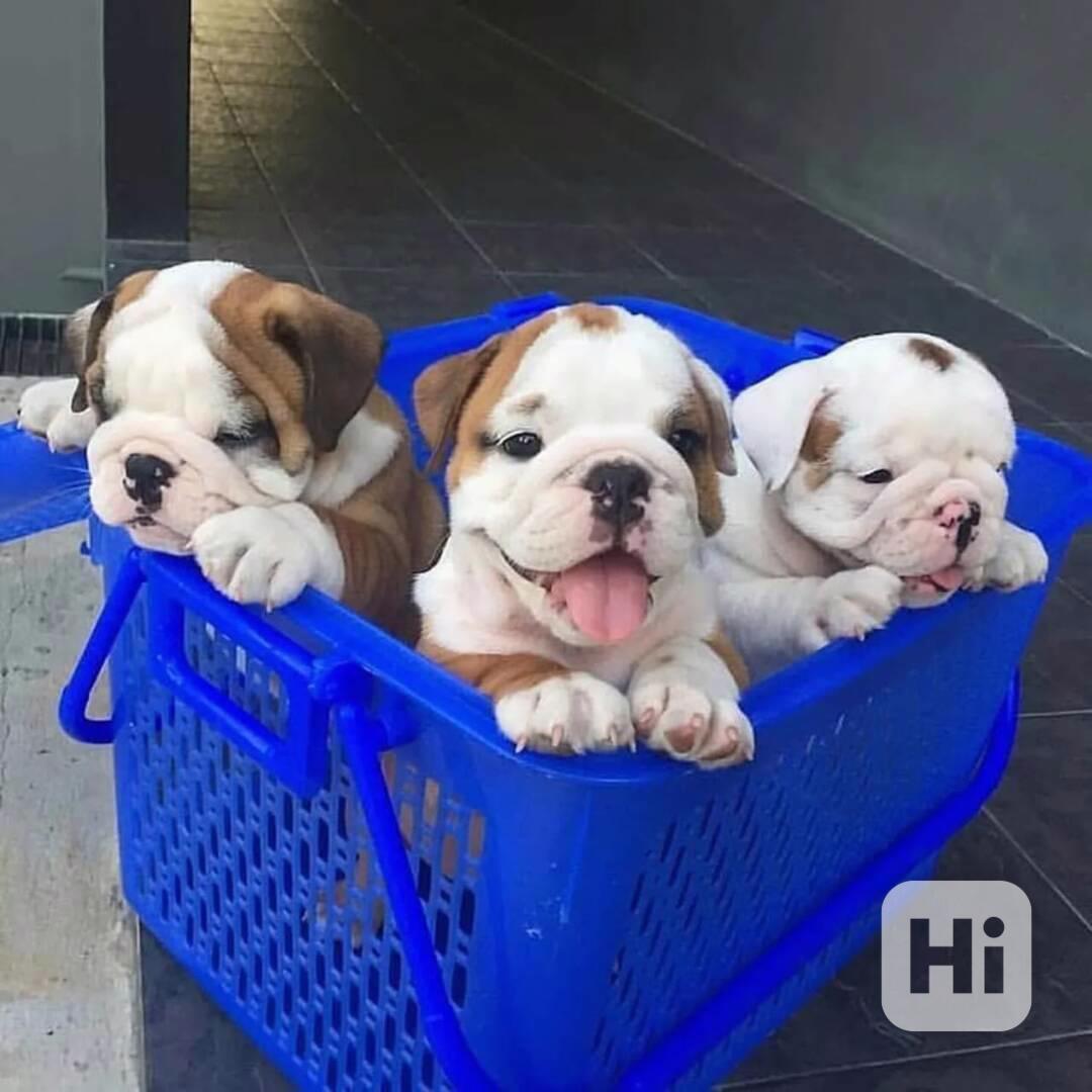 🐶 Krásná štěňata anglického buldoka k dispozici 🐶 - foto 1