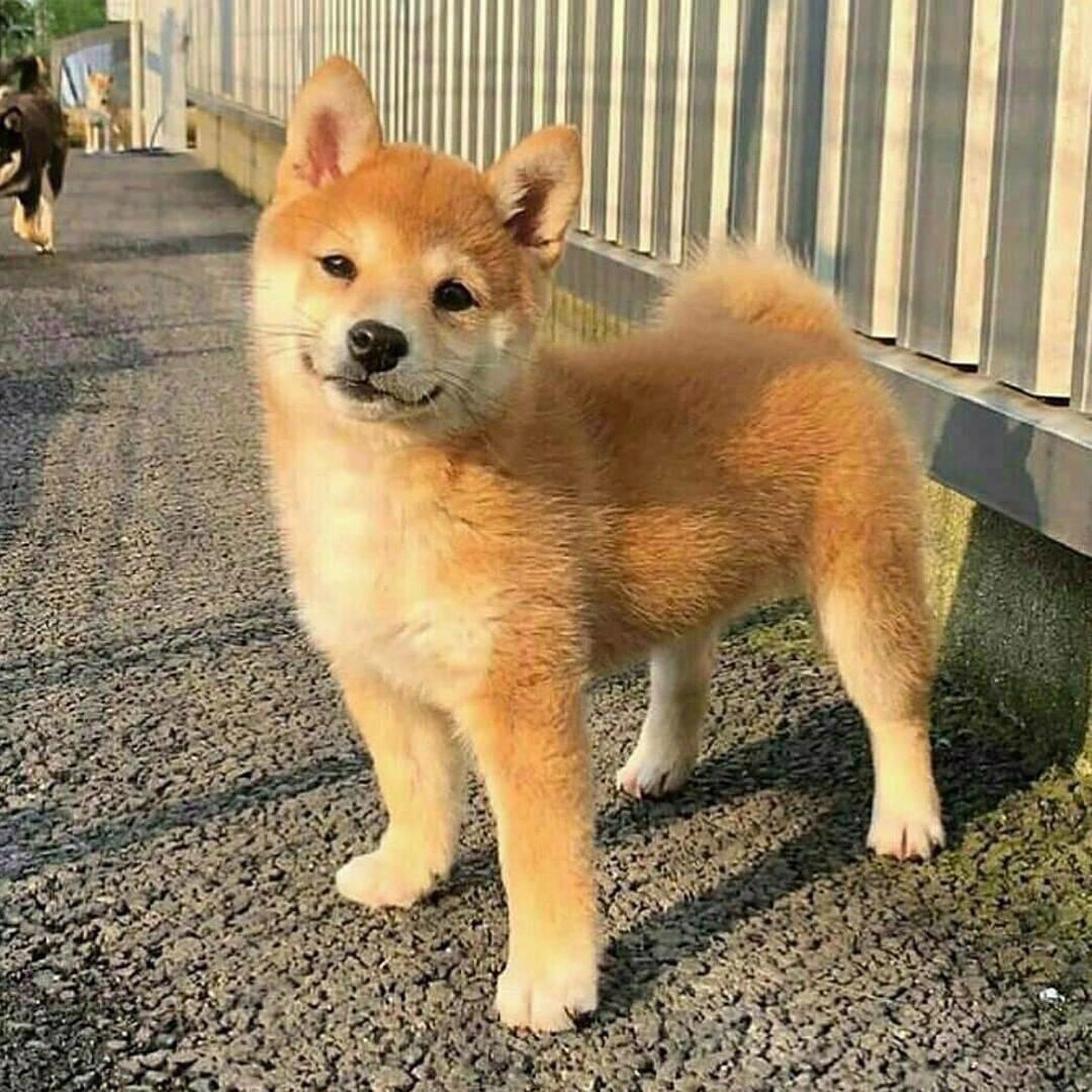 Krásná Shiba inu - foto 1