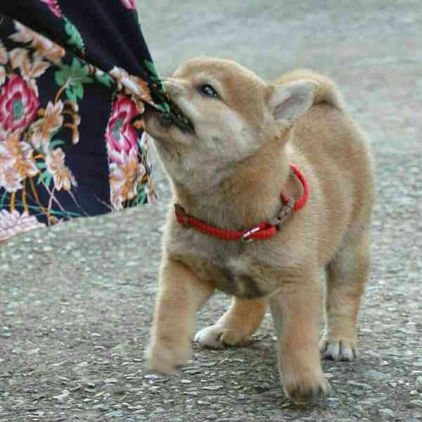 Krásná Shiba inu - foto 3
