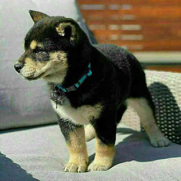 Krásná Shiba inu - foto 4