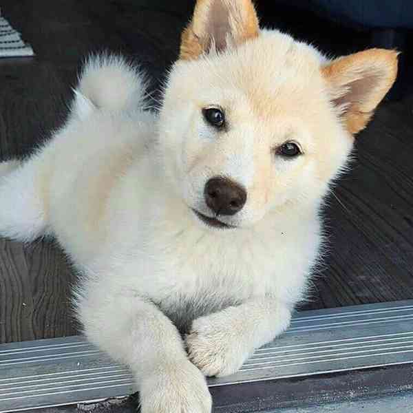 Krásná Shiba inu - foto 2