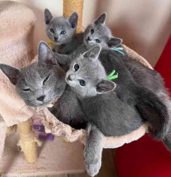 💙 Kotě ruské modré kočky k dispozici - foto 2