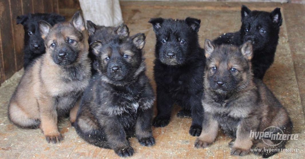 Německý ovčák pejsky – štěňátka s PP - foto 1