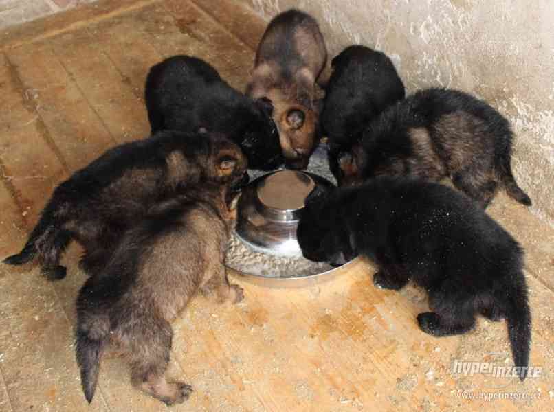 Německý ovčák pejsky – štěňátka s PP - foto 2