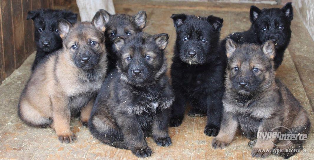 Německý ovčák pejsky – štěňátka s PP - foto 3