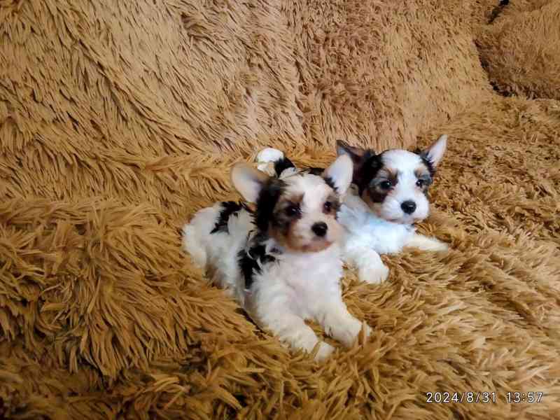 Biewer Yorkshire Terrier štěňátka