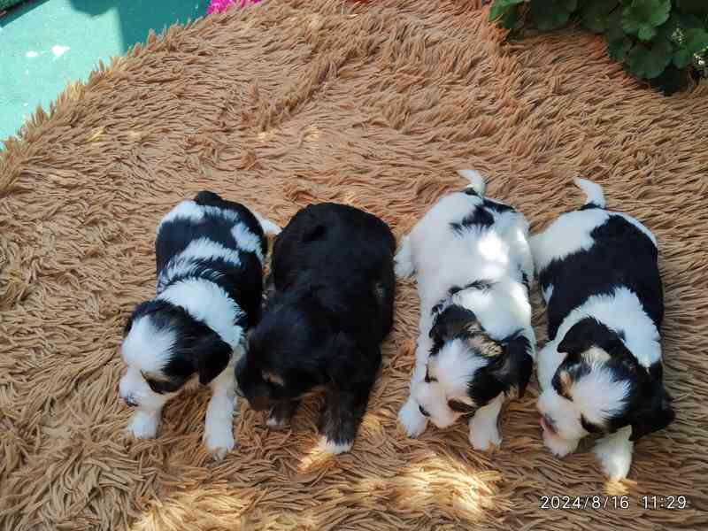 Biewer Yorkshire Terrier štěňátka - foto 3