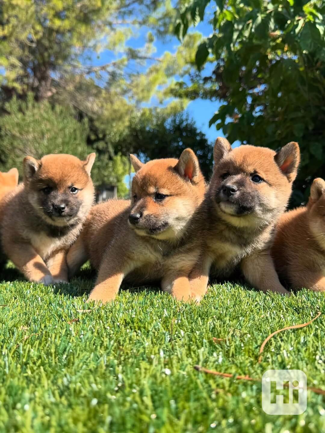 🦊🍂 Štěňata Shiba Inu v červené a oranžové barvě - foto 1