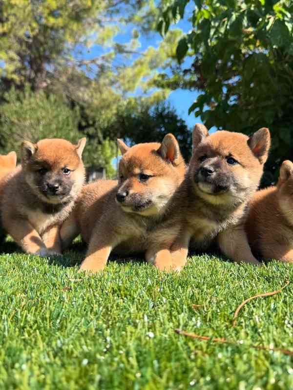 🦊🍂 Štěňata Shiba Inu v červené a oranžové barvě - foto 1