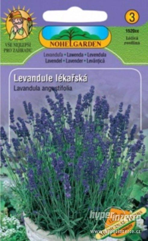 Levandule lékařská (semena) www.levna-semena.cz - foto 1