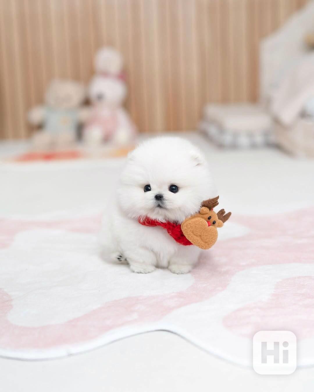 Nádherná štěňata mini pomeranianů – vychovaná s láskou - foto 1