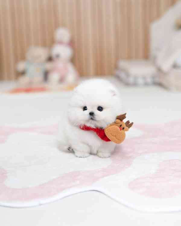 Nádherná štěňata mini pomeranianů – vychovaná s láskou