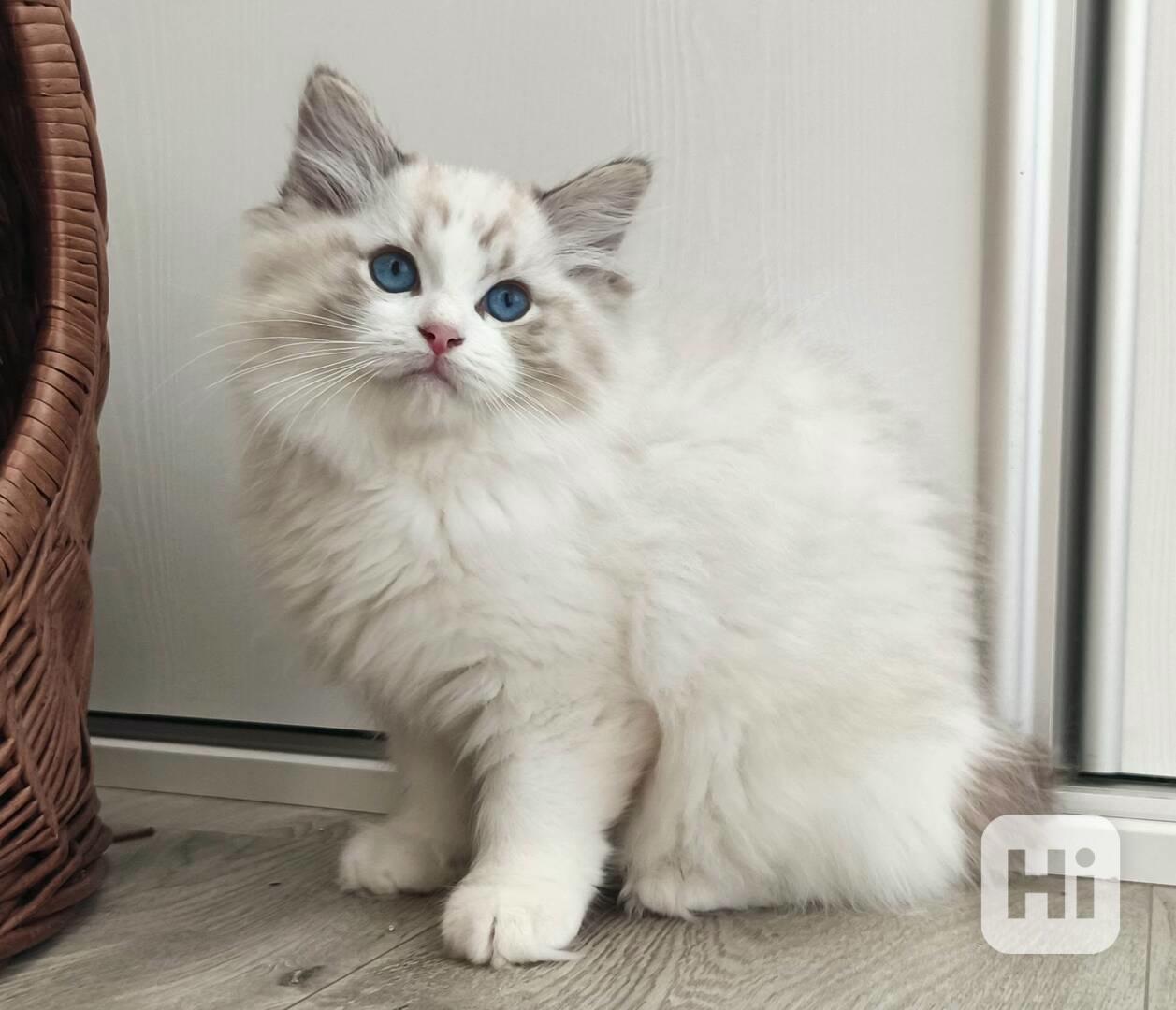 Koťátko ragdoll s PP (FIFE) - foto 1