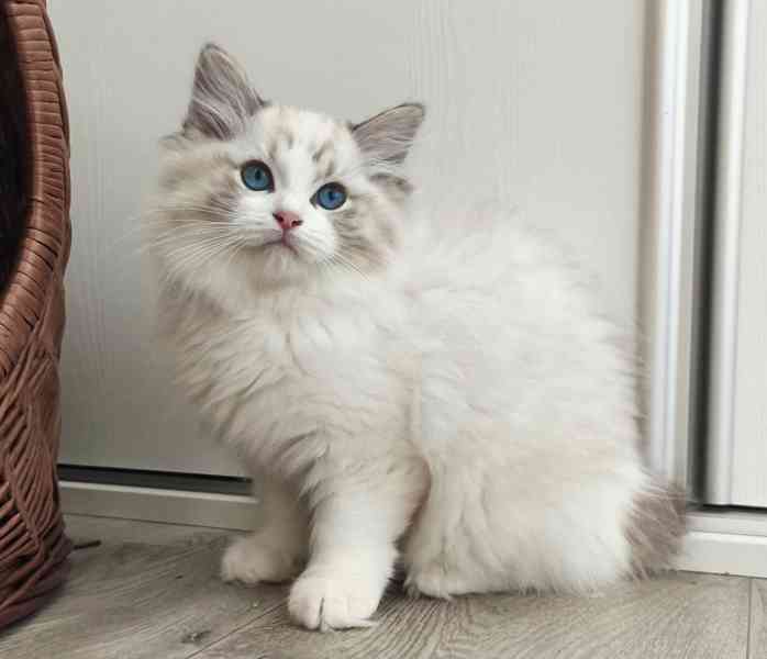 Koťátko ragdoll s PP (FIFE)