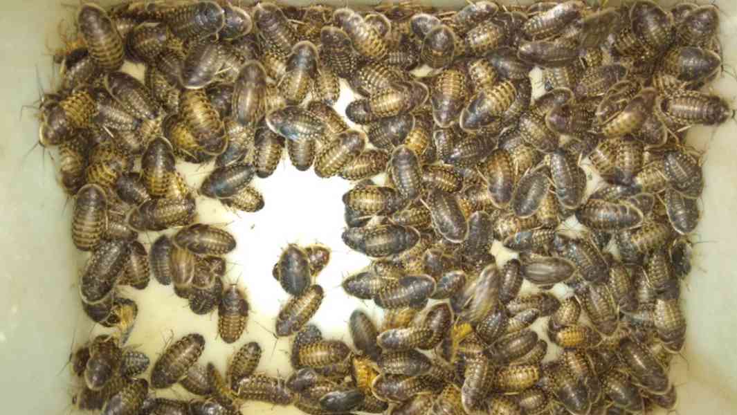 Krmný hmyz:Švábi Blaptica dubia 3-4cm, 1ks /2,50kč  - foto 2