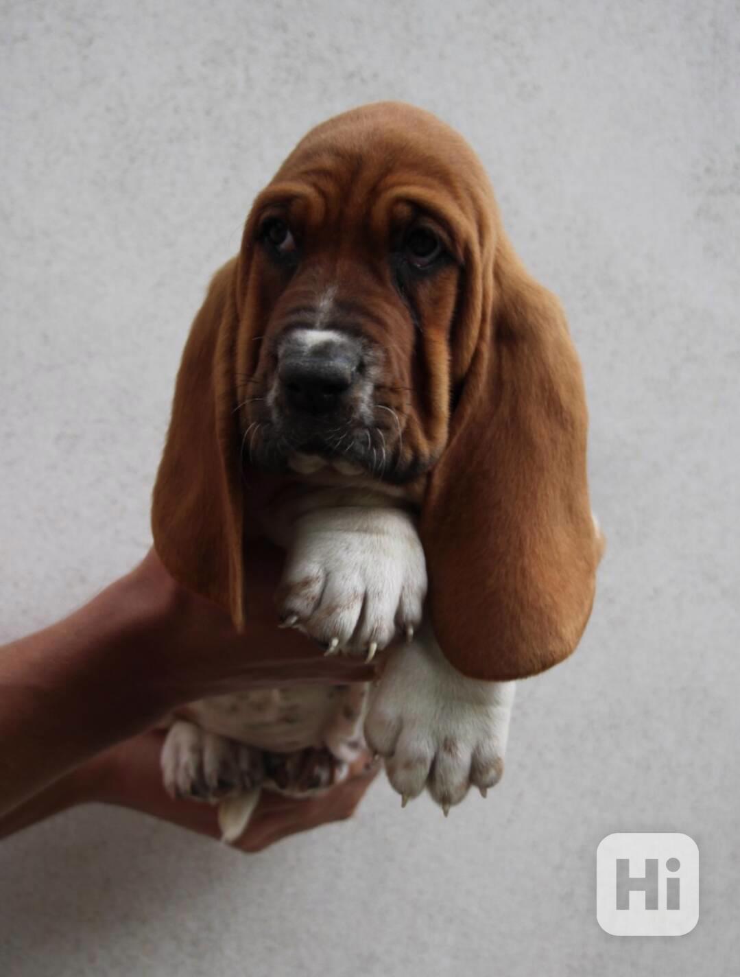 Basset Hound - foto 1