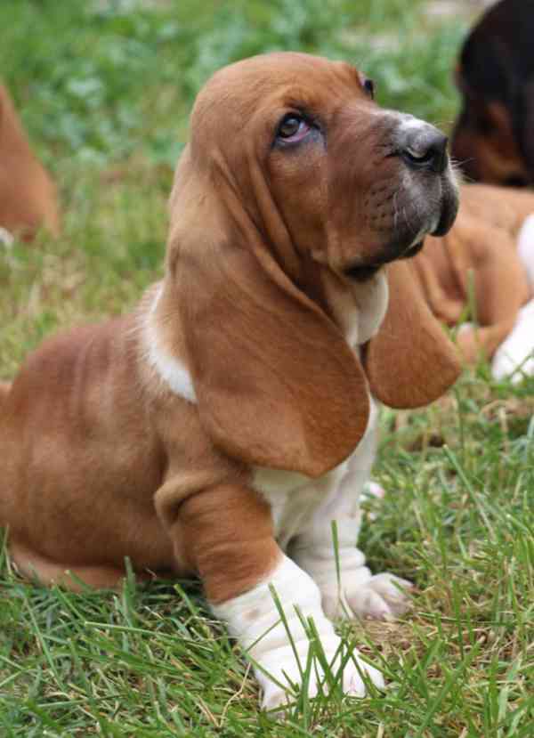 Basset Hound - foto 3