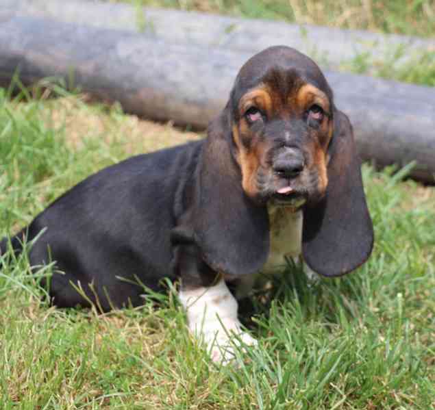 Basset Hound - foto 4