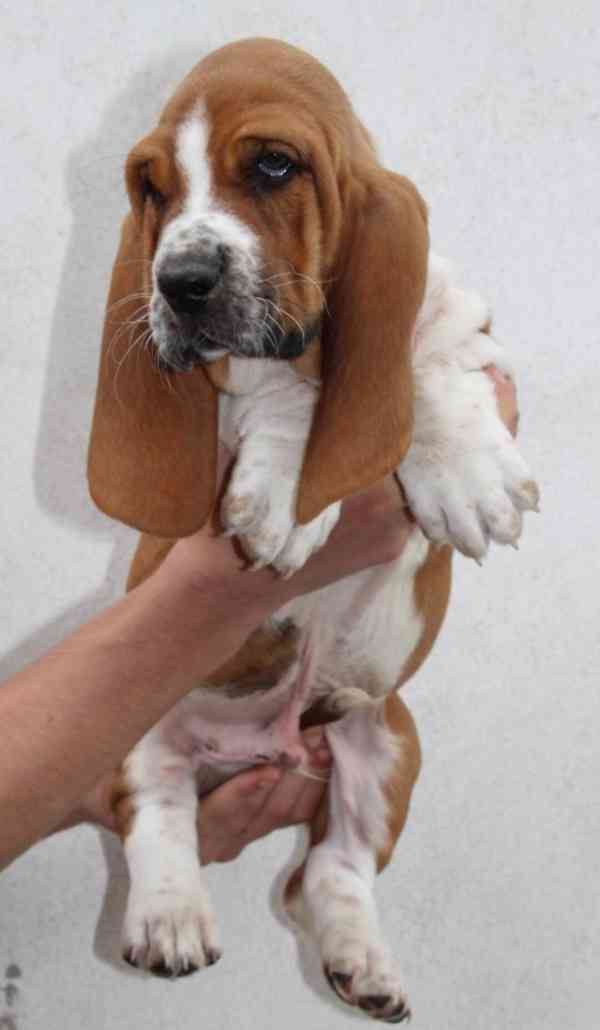 Basset Hound - foto 5