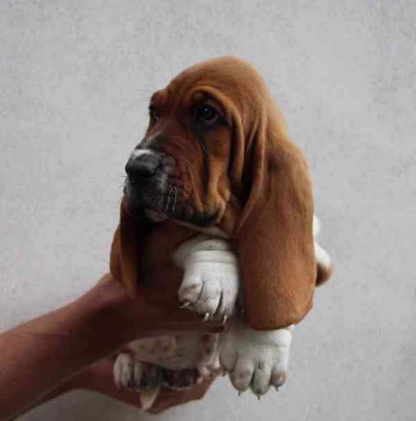 Basset Hound - foto 2