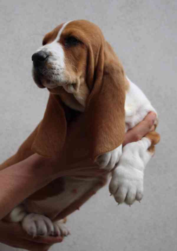 Basset Hound - foto 6