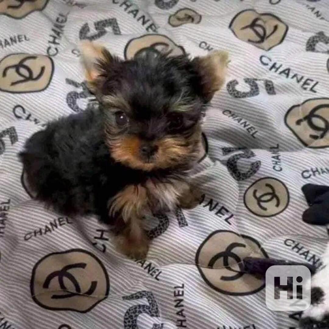 Štěňata Yorkshire teriéra k adopci - foto 1