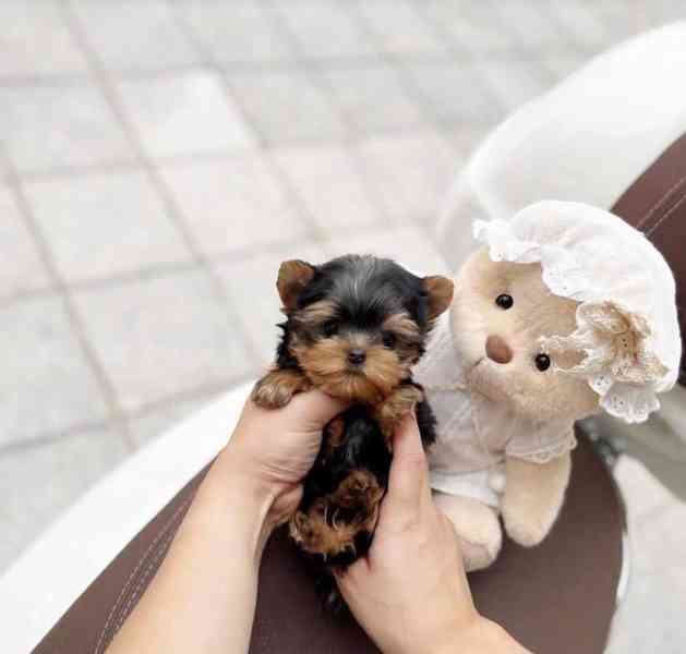 Štěňata Yorkshire teriéra k adopci - foto 2