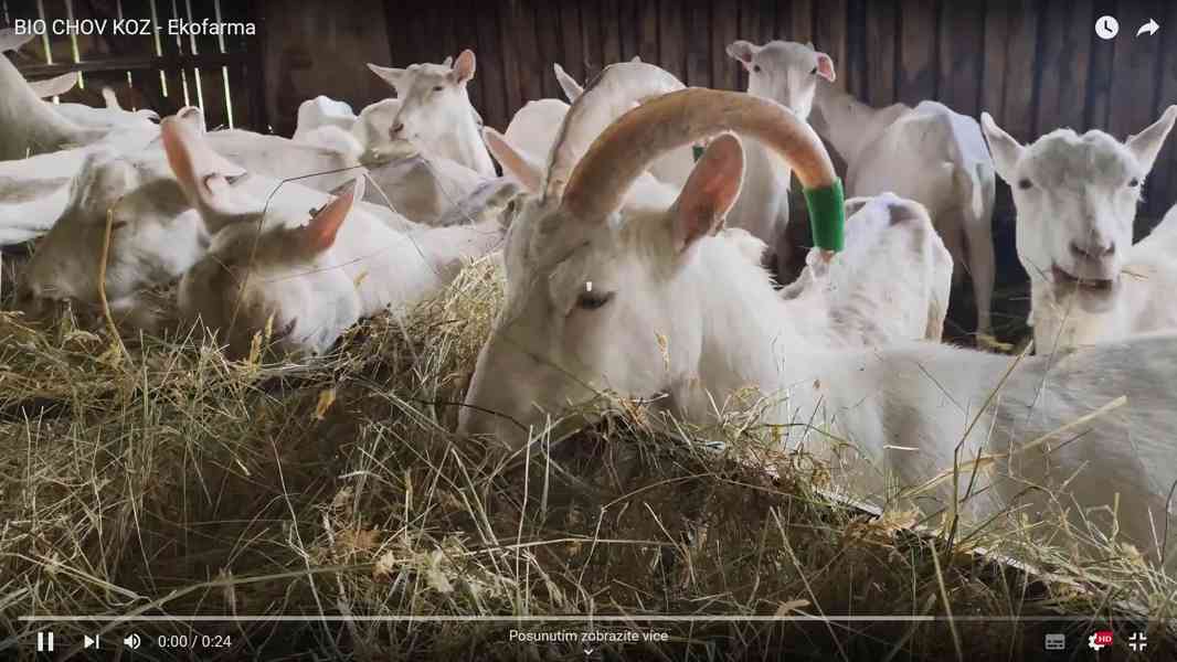 BIO CHOV PLEMENNÝCH KOZ VČETNĚ ŠPIČKOVÉ TECHNOLOGIE NA VÝROB - foto 2