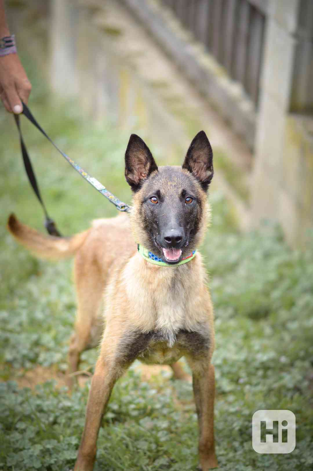 Dixie - x Belgický ovčák malinois, aktivní bláznivá holka - foto 1