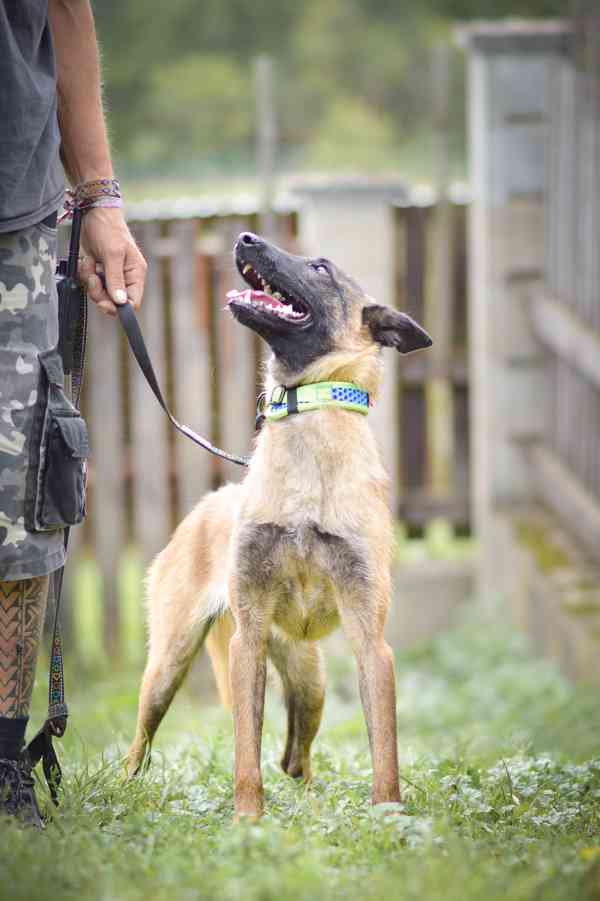 Dixie - x Belgický ovčák malinois, aktivní bláznivá holka - foto 6