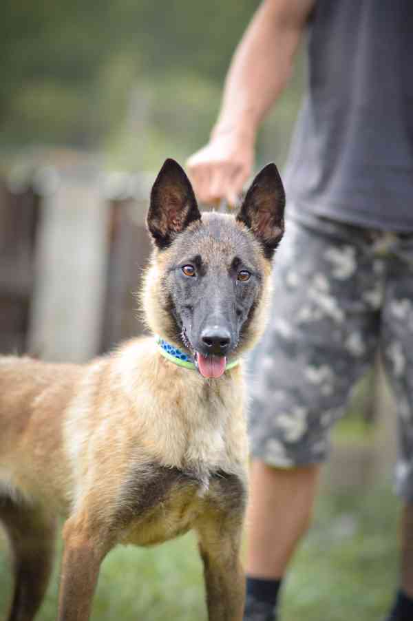 Dixie - x Belgický ovčák malinois, aktivní bláznivá holka - foto 4