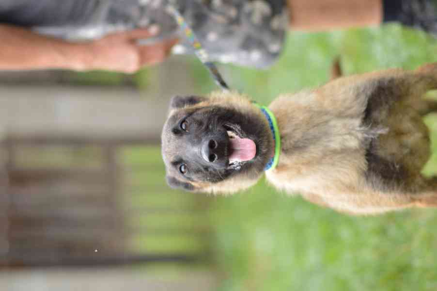 Dixie - x Belgický ovčák malinois, aktivní bláznivá holka - foto 2