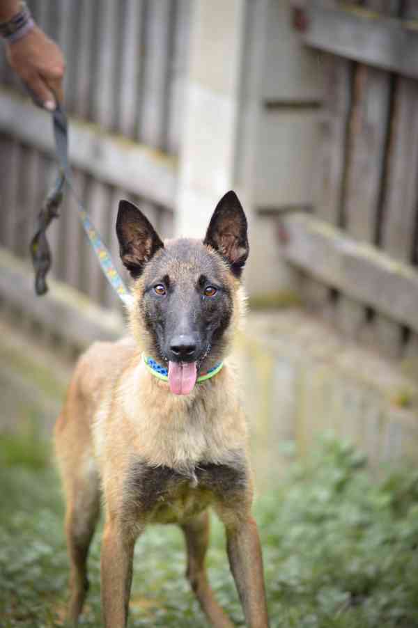 Dixie - x Belgický ovčák malinois, aktivní bláznivá holka - foto 3