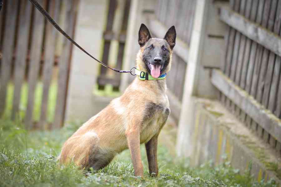 Dixie - x Belgický ovčák malinois, aktivní bláznivá holka - foto 5