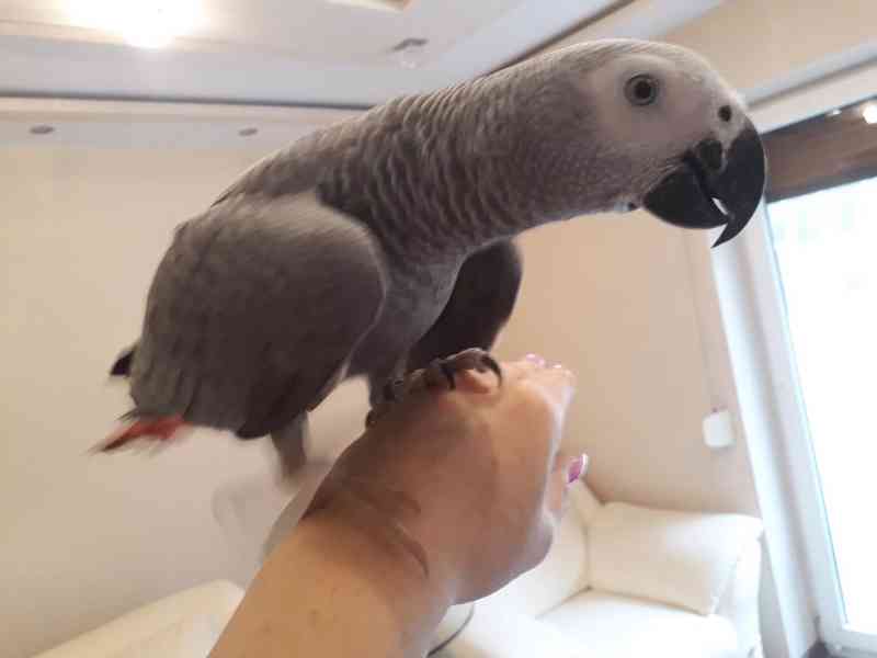 Sladké a krásné africké šedé papoušky na prodej