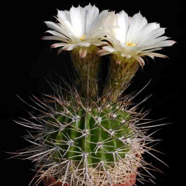 kaktus Acanthocalycium spiniflorum LF 42 - foto 1