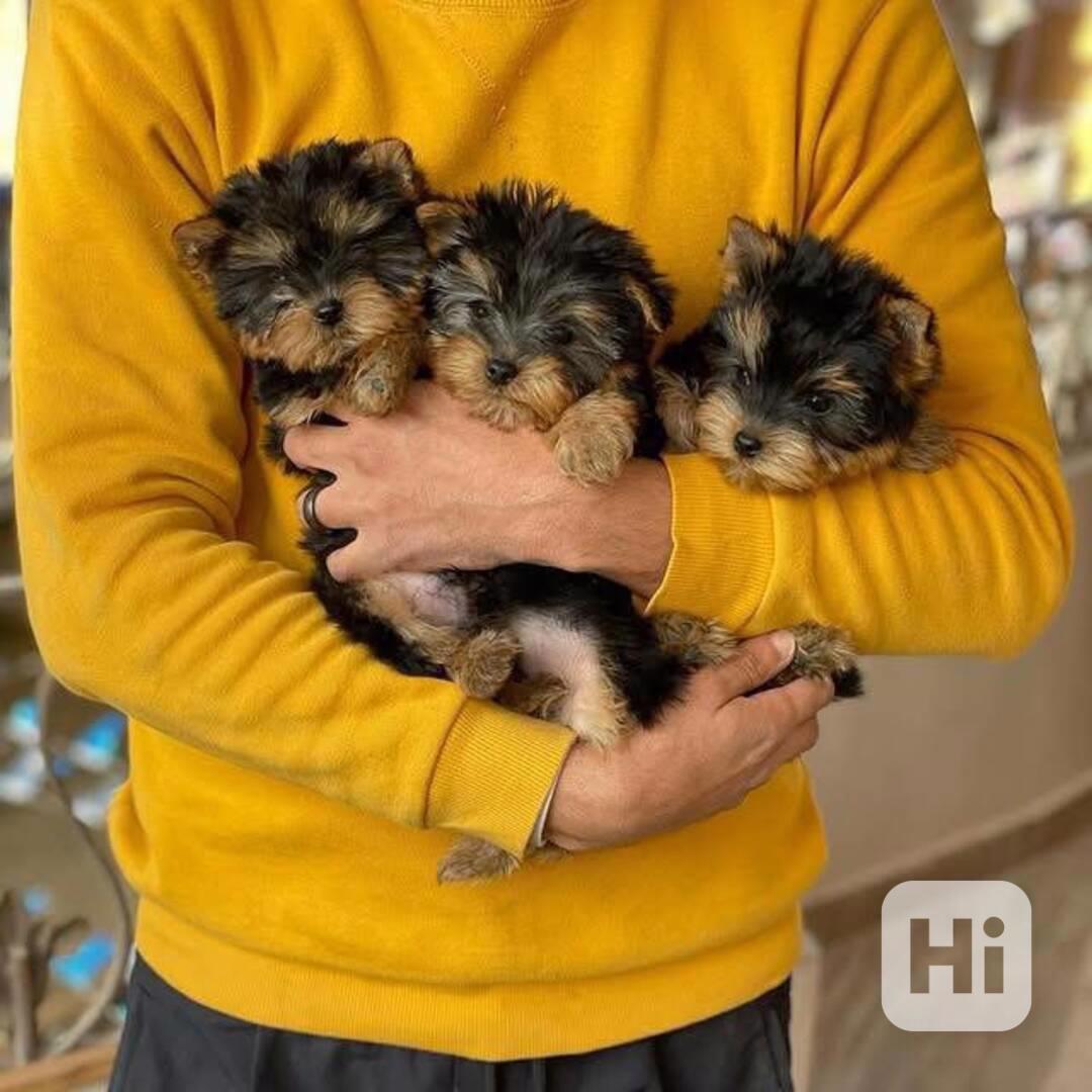 Štěňata Yorkshire teriéra WhatsApp: +34 691 11 04 90 - foto 1