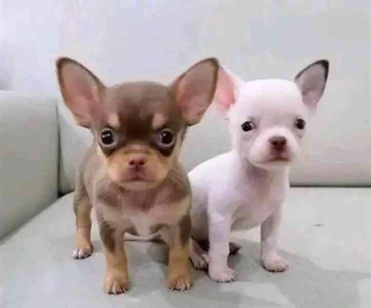 Štěňata čivavy - foto 2