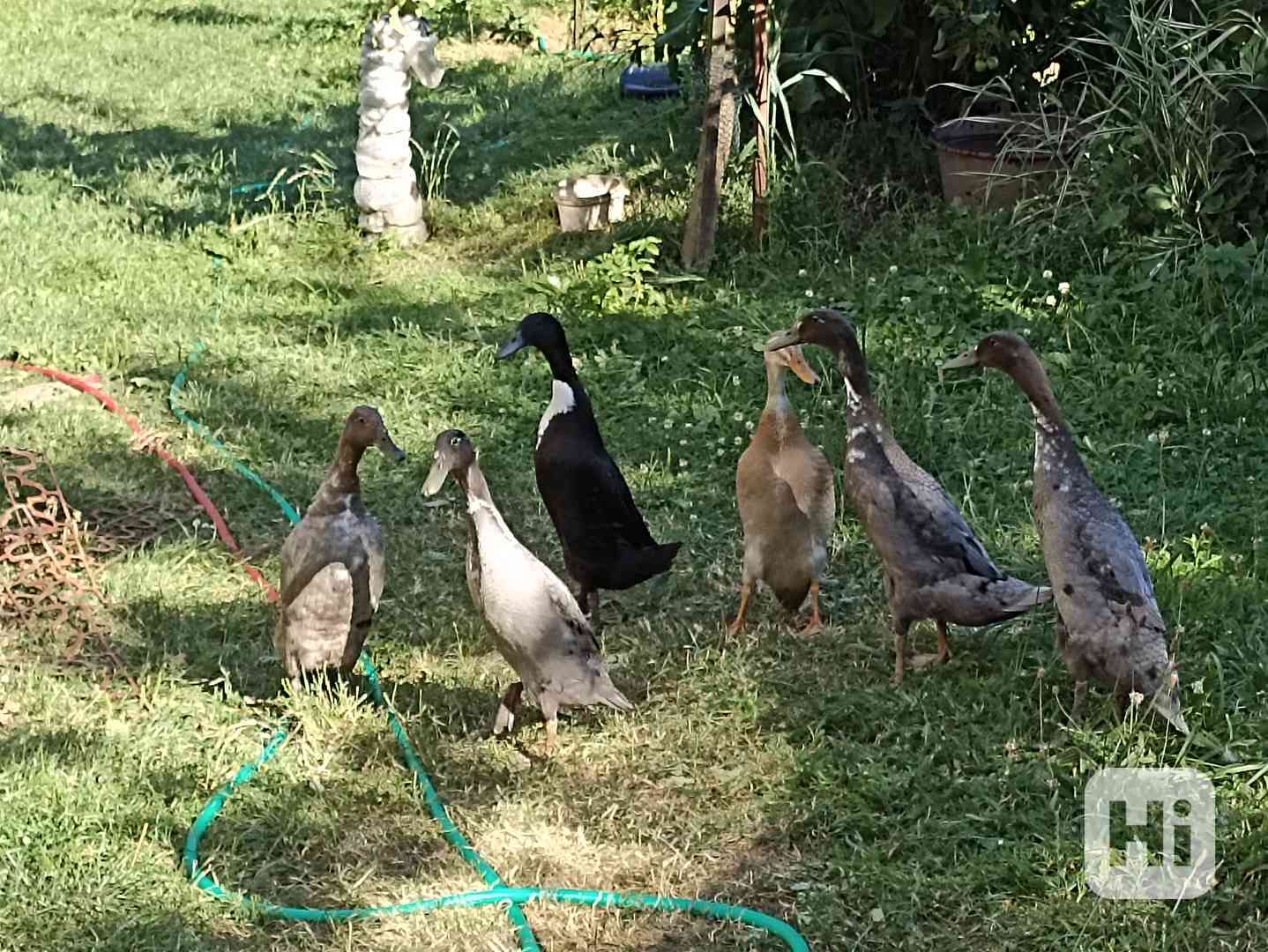 Indický běžec - foto 1