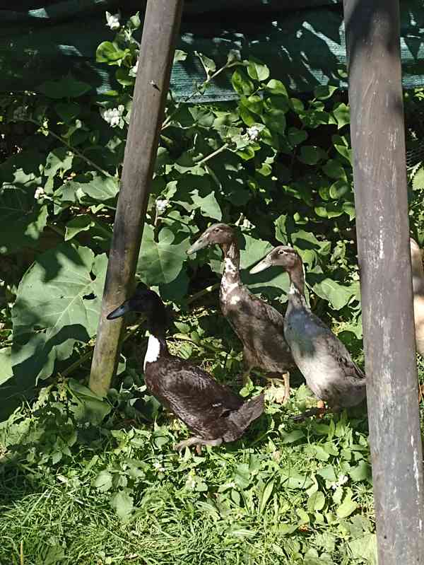 Indický běžec - foto 2