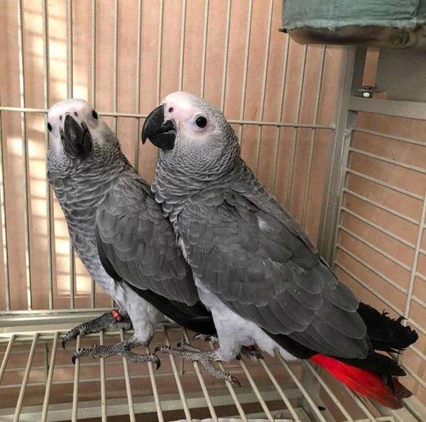Prodám krásné africké papoušky šedé - foto 2