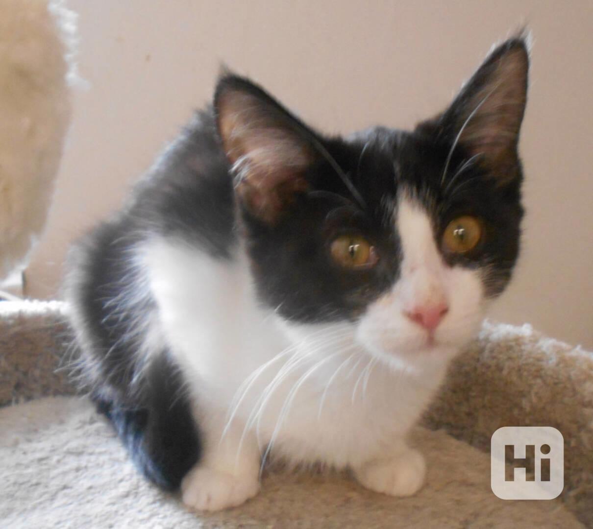 Bíločerná 3,5měsíční Amálka, čilá, hravá, veselá - foto 1