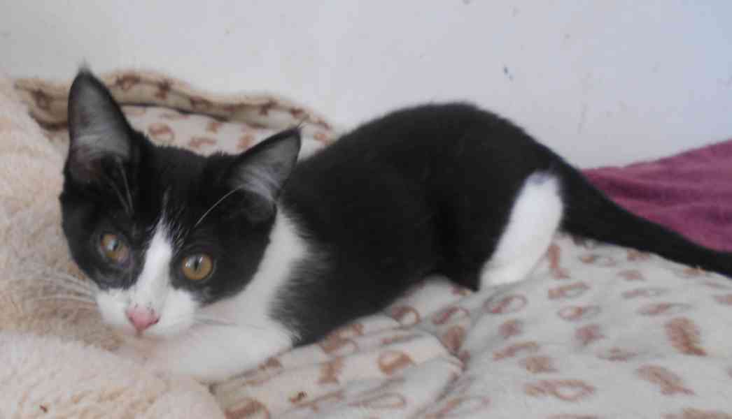 Bíločerná 3,5měsíční Amálka, čilá, hravá, veselá - foto 3