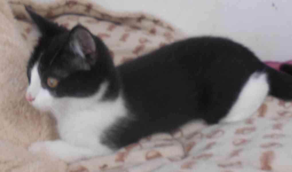 Bíločerná 3,5měsíční Amálka, čilá, hravá, veselá - foto 4