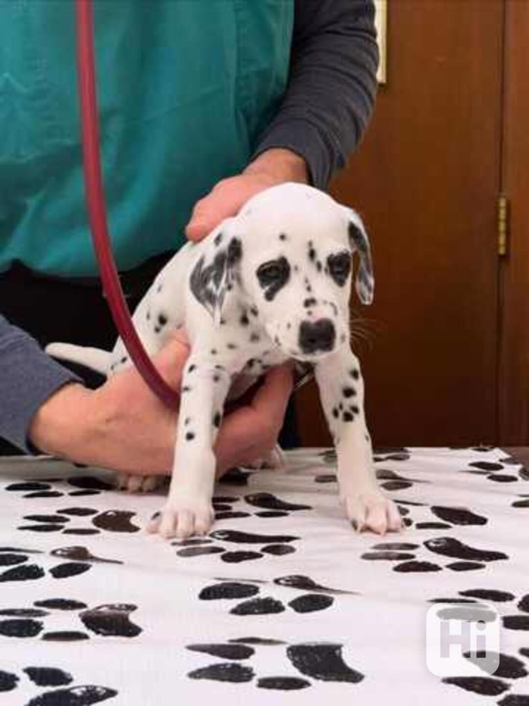  štěňata dalmatinů - foto 1