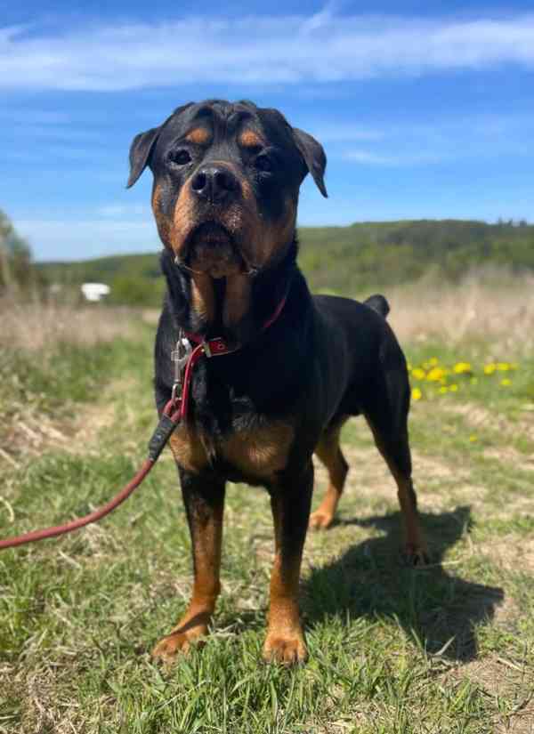 ARGO - Rotvajler 3 roky  - foto 6