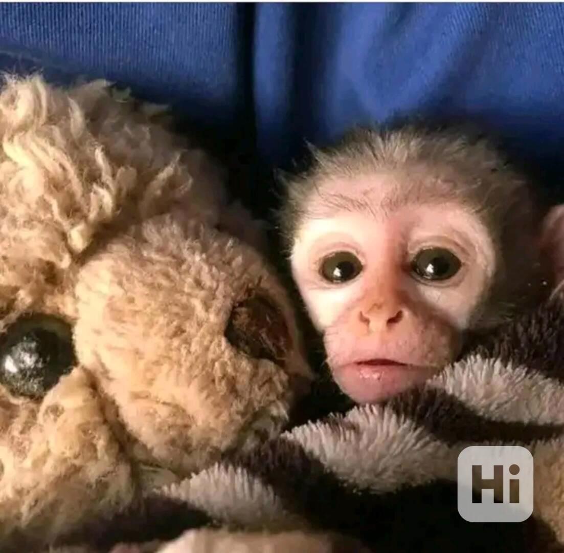  Kapucíni odchovaní mláďaty - foto 1