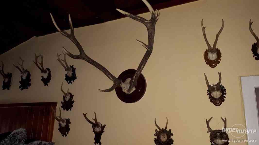 Trofeje-jelení parohy a srnčí parůžky na dřevěných deskách - foto 2