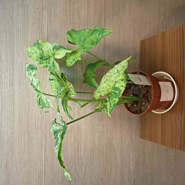 Syngonium Mottled - foto 6